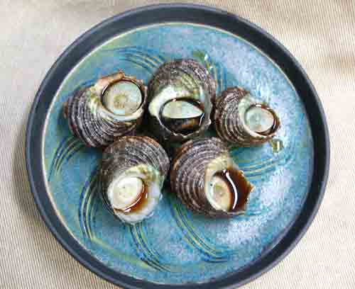 ぼうずコンニャクのお魚三昧日記 食べる貝 イカタコ学 09年7月アーカイブ