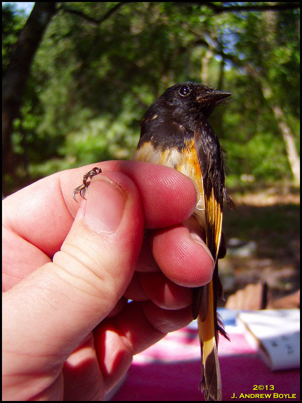 American Redstart
