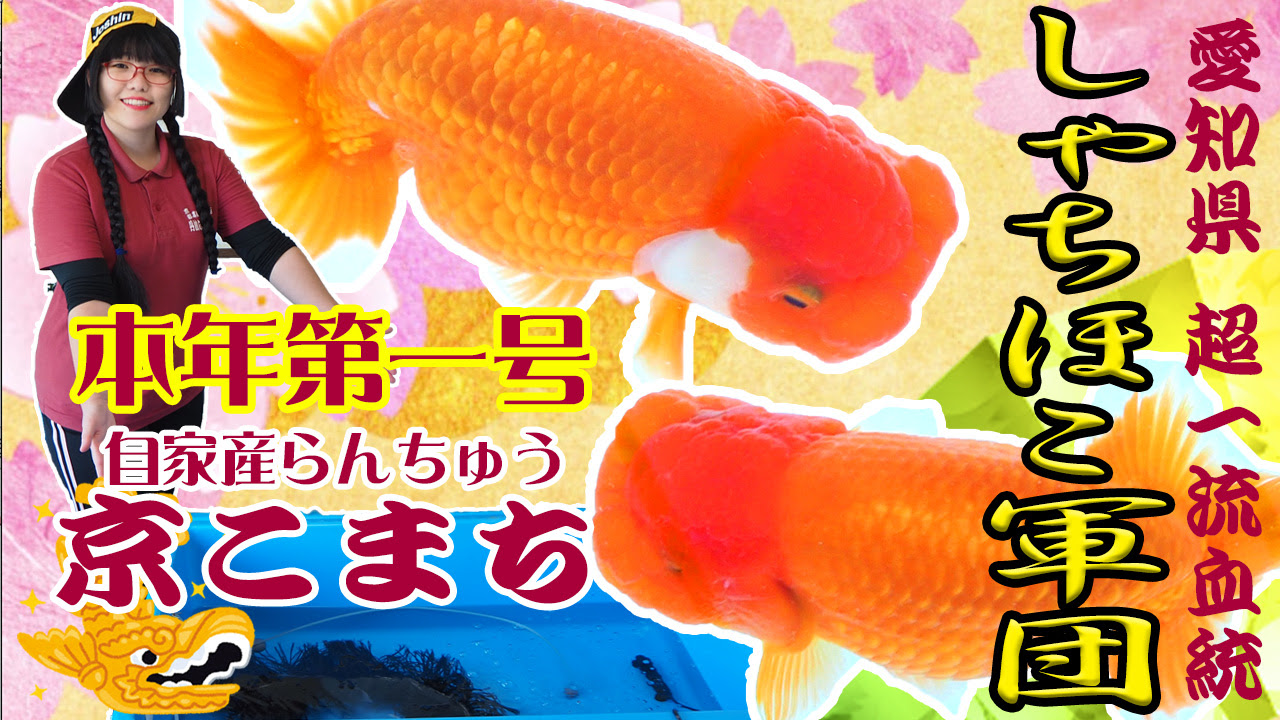 年販売 京こまち 京都丹波らんちゅう園