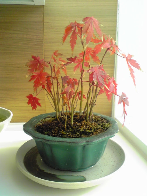もみじ盆栽の育て方 剪定や水やり 観葉植物ブログ緑組 植物の育て方