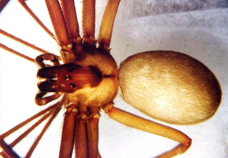 Brown Recluse Spider Bite Poisoning In Cats Petmd
