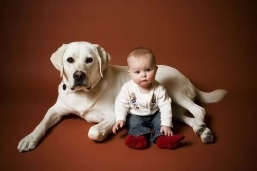 超絶かわいい赤ちゃんと大型犬の遊び Dog And Baby Girl Wagamamaya
