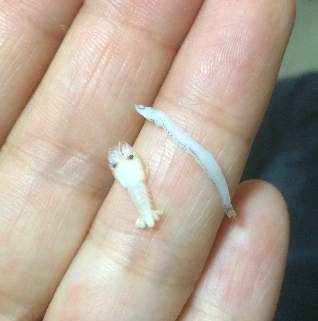 節足動物 十脚目 セミエビ科 セミエビのなかまのプエルルス幼生 チリモン図鑑 写真を撮って チリモンをチェックして図鑑に登録しよう