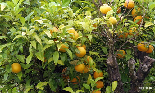 de plantas, flores, frutos... 08-08-2010 18-09-54 3453x2075