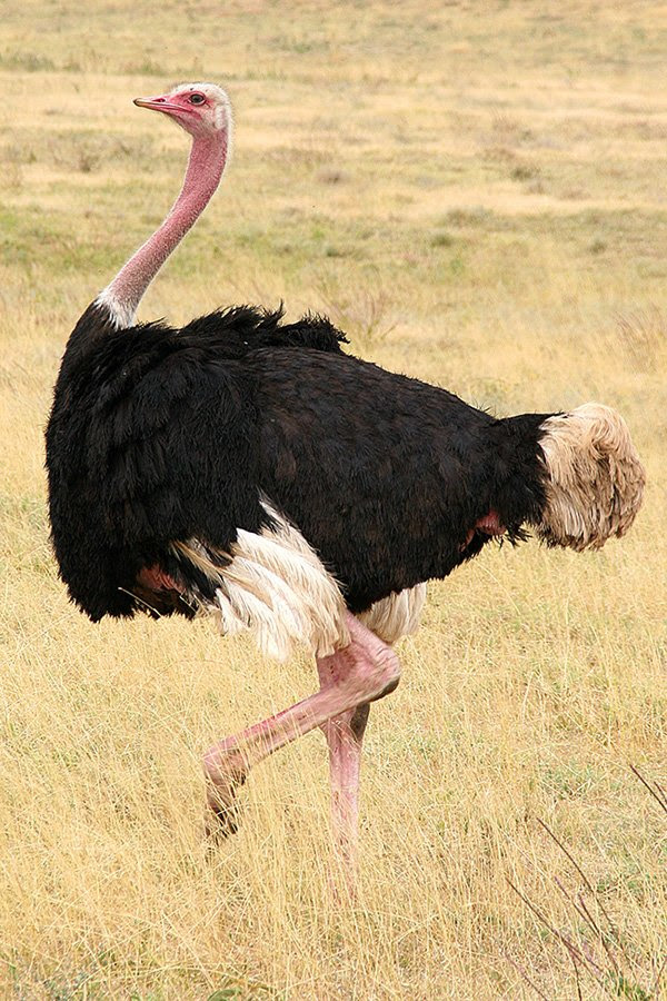 Kết quả hình ảnh cho Ostrich