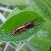 Thumbnail of Linear Earwig (Doru lineare)
