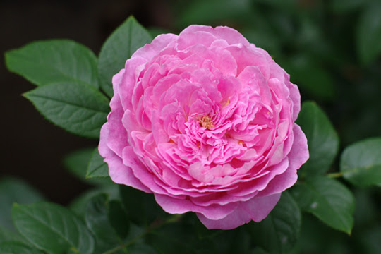 フラゴナールの花もち Queen Of Cups