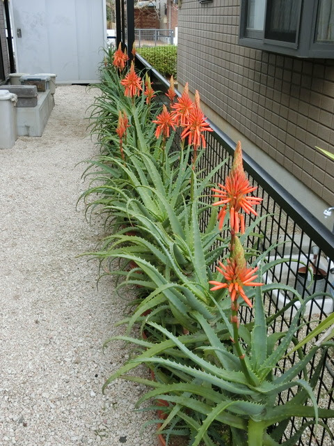 アロエの花 爺の道草閑話録