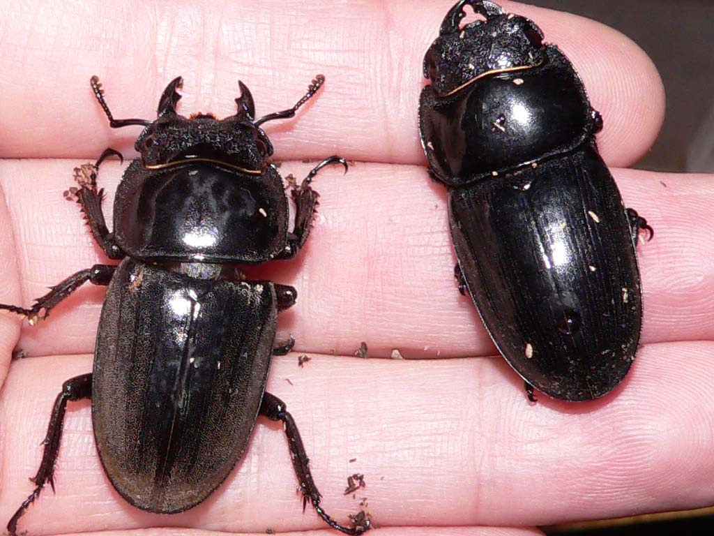 Beetleblog Dasai Biz スマトラオオヒラタクワガタアーカイブ