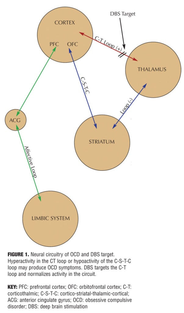 A positive feedback loop from the orbital and prefrontal cortex to the 