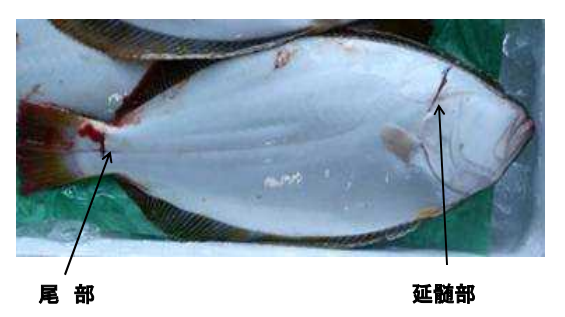 魚を美味しく食べる 血抜き シメ方 The Firstone
