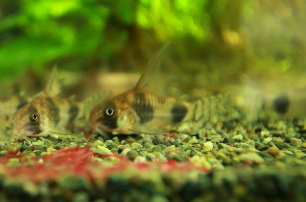コリドラスの餌の量がけっこう重要だった話 気楽にコリドラス