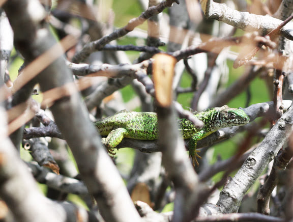 lizard