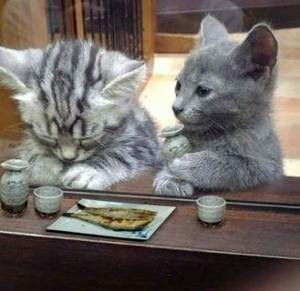 画像 思わずクスっとする画像 おもしろ画像 猫 壁紙 待受 美しく生きるはイバラの道 Webライターの備忘録