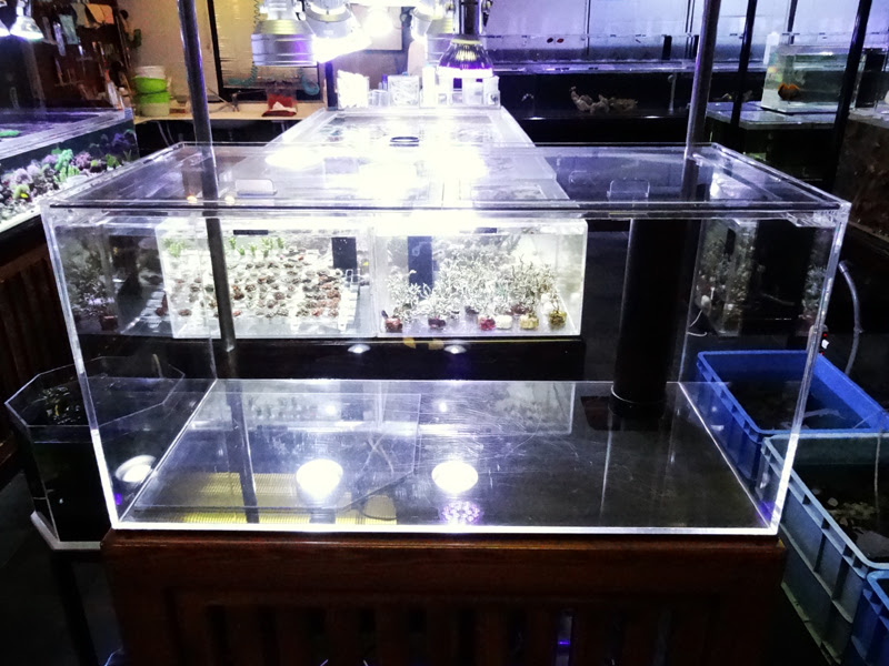 900 450 450中古オーバーフロー水槽セット 海水魚 珊瑚 小動物 爬虫類専門店 スプラッシュ