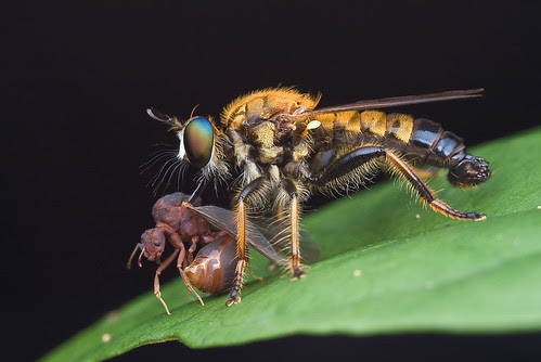 Laphria sobria robber fly with winged ant prey...IMG_9962 copy