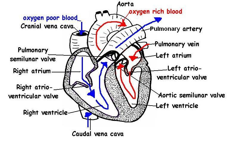 heart labelled diagram | Diabetes Inc.