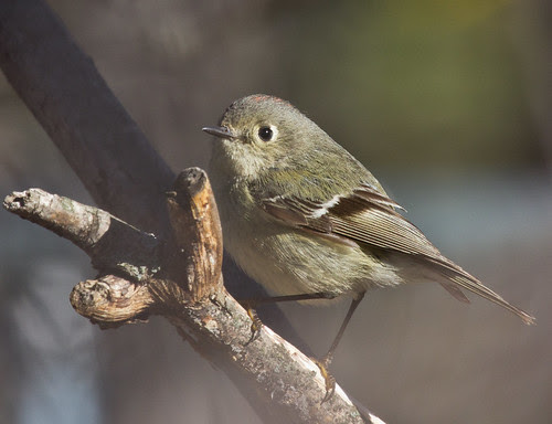 Ruby-crowned Kinglet