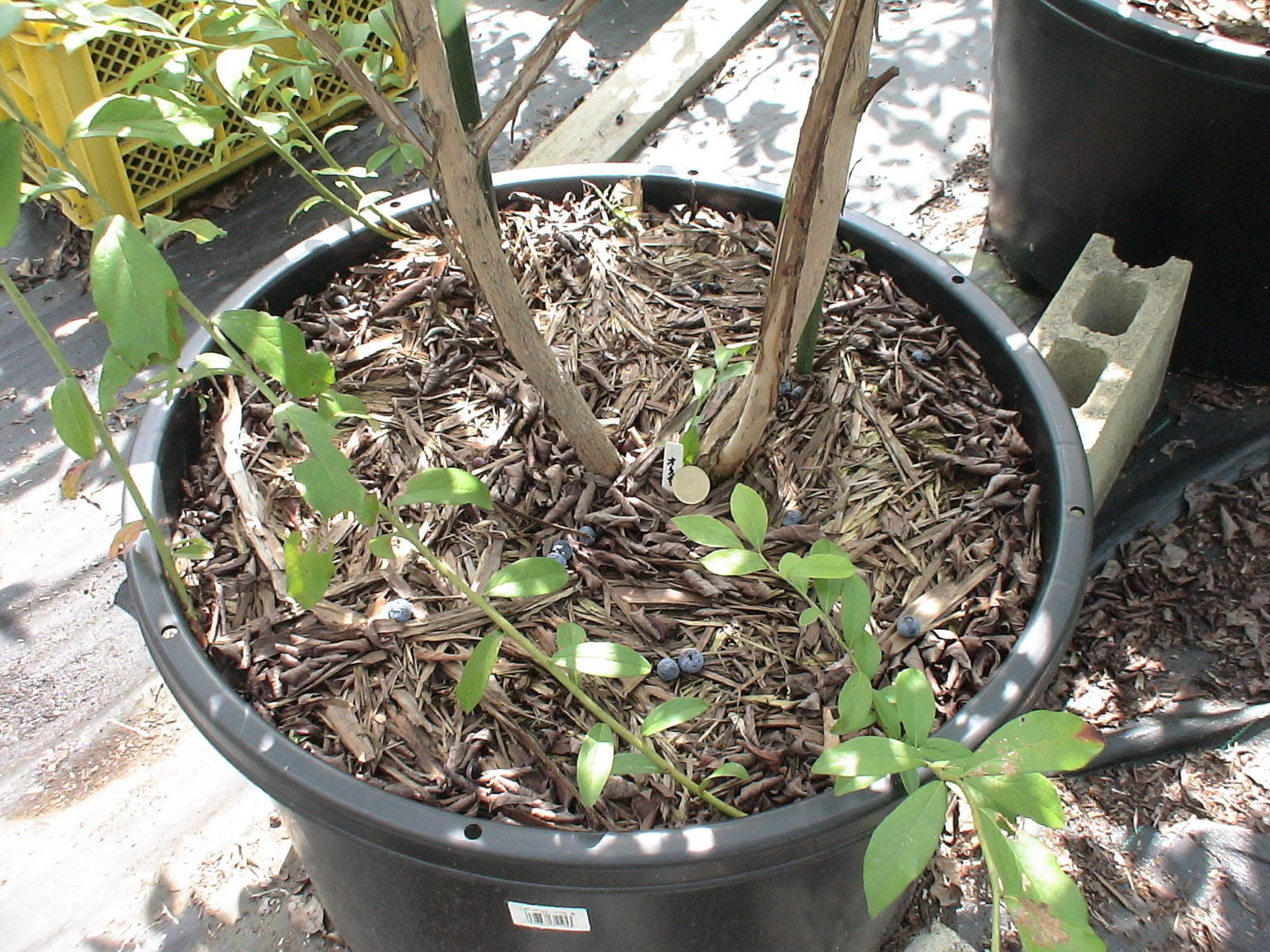 ラビットアイ系通常品種 ブルーベリーのある日常