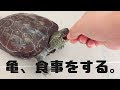 選択した画像 かめ なつく 314712-亀 なつく