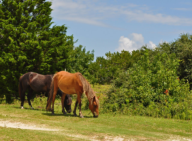 Corova's Horses (2)