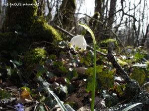 perce_neige