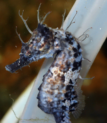 Hippocampus erectus