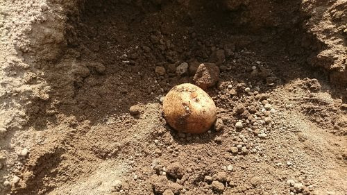 ジャガイモについて 村瀬ファームのブログ