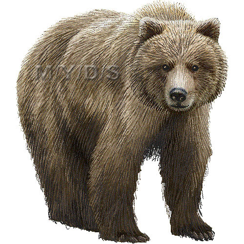 灰色熊 ハイイログマ ヒグマ グリズリー クマのイラスト 条件付フリー素材集