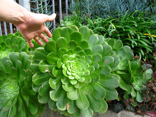giant aeonium
