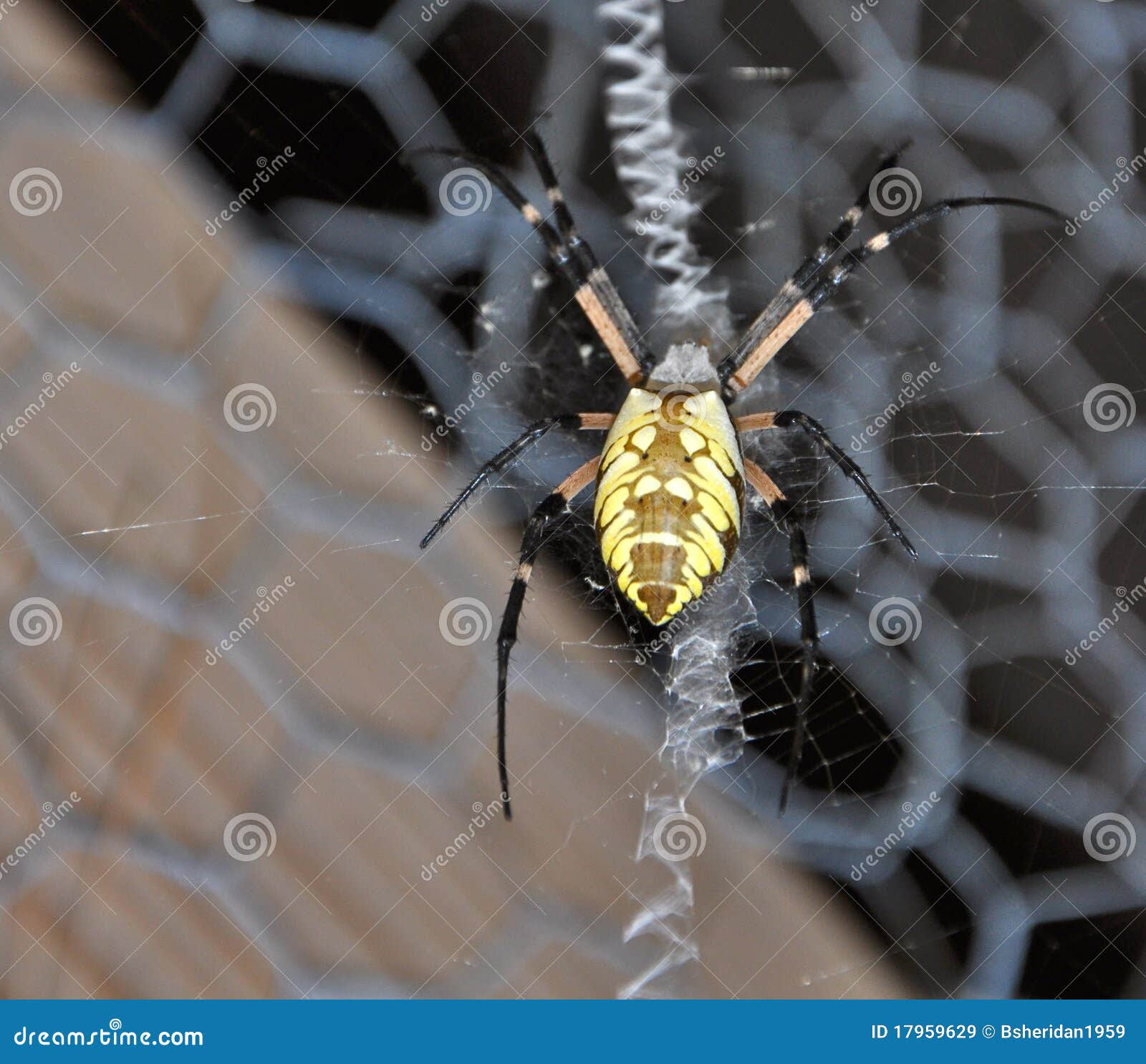 Argiope Aurantia On Wire Screen Royalty Free Stock Images