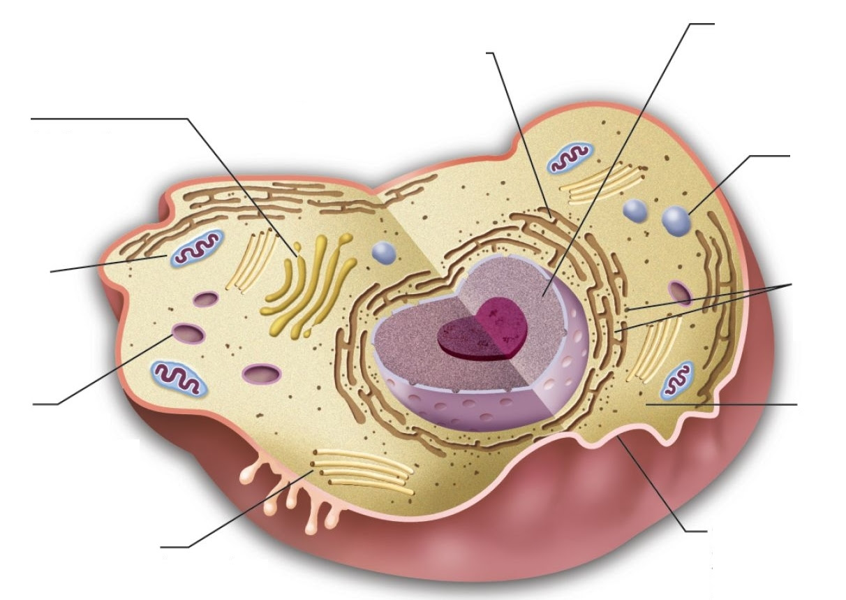 Animal cell labels