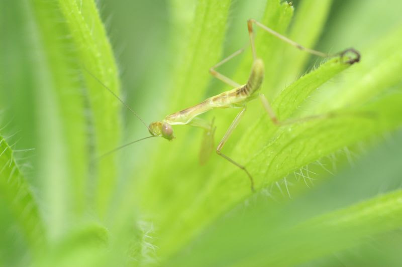 コカマキリ幼虫 ちょこぐらの家 Blog