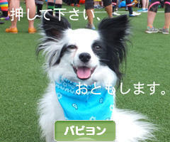 にほんブログ村 犬ブログ パピヨンへ