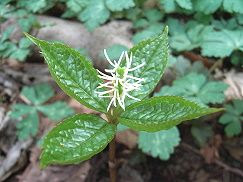 Anthos
