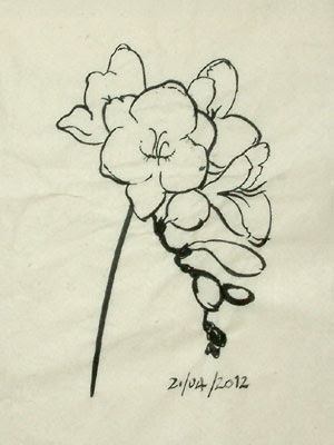 Freesia Flower Drawing An effective practice exercise to develop your 
