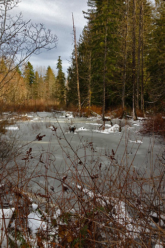 pond