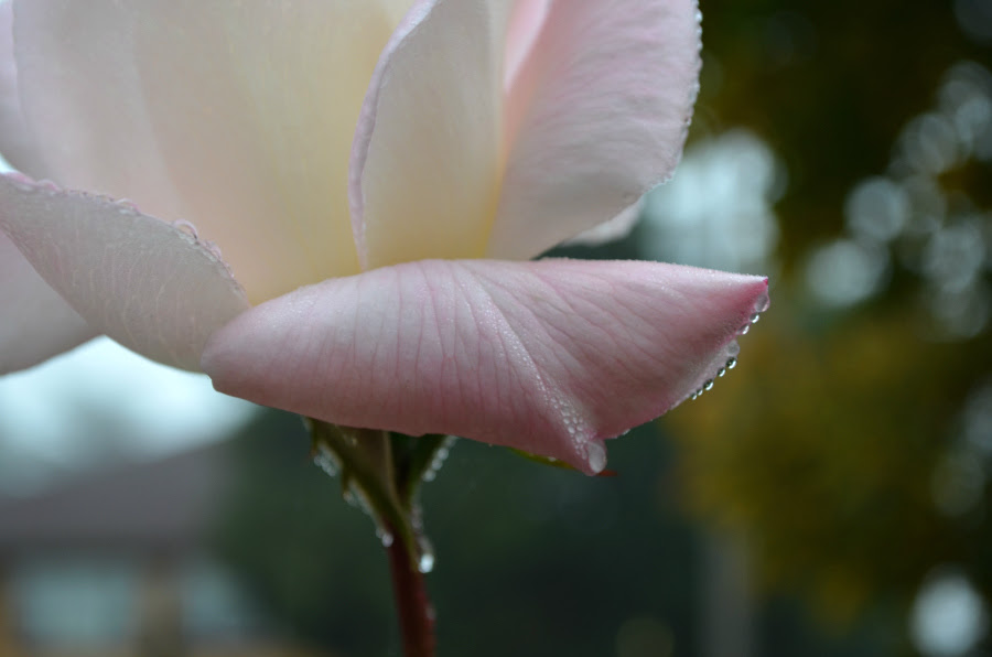 DSC_1211_PM