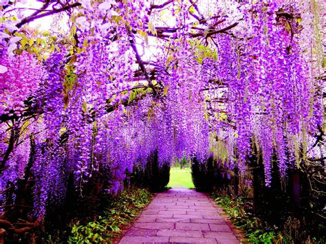 Download the perfect dark purple pictures. Hanging Flower Wisteria Purple Flowers Wallpaper For Pc, Tablet And