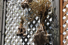 garlic 004