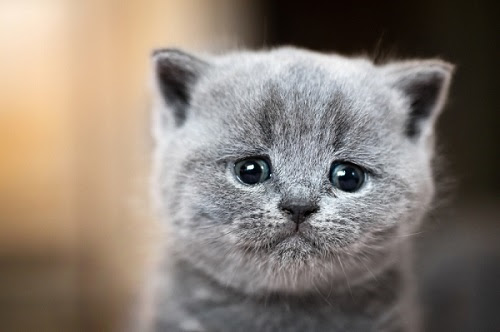 Mon Chat Est Il Deprime Secrets De Chats