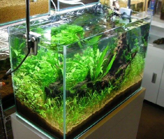 水草用固形肥料 ｐｈ 熱帯魚 水草 帯広 環境ホタル塾 ブログ 帯広なびブログ