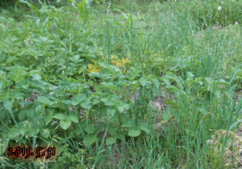 ゼロからの60坪自然菜園 各種エンバクの栽培