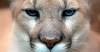 37 Top Images North American Big Cat Species - Andean Mountain Cat - high Andes in South America | Gatos ...