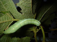 スズメガ 害虫