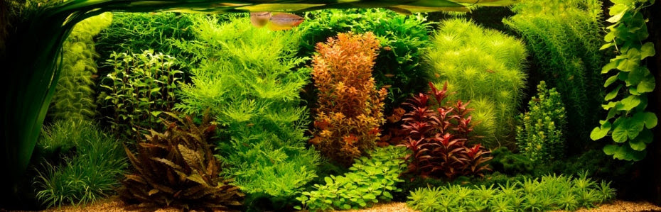 5 Best Aquascaping Designs Styles Ideas For Aquarium Fish Tank