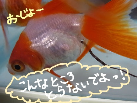 金魚 飼い始めました 純ココアのエサ