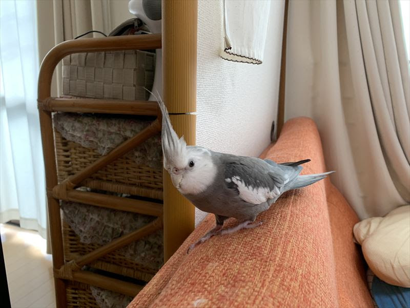 オカメインコの飼育のススメ ヨカイエ株式会社