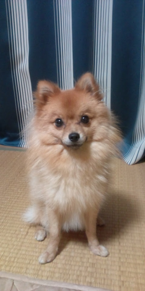 ミックス犬図鑑サーチ