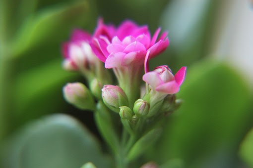 カランコエの葉っぱが茶色に これって病気なの 植物navi